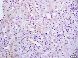 Phospho-PPAR Gamma (Ser273) Rabbit anti-Human, Polyclonal, Bioss 100 &mu;L;