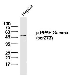 Phospho-PPAR Gamma (Ser273) Rabbit anti-Human, Polyclonal, Bioss 100 &mu;L;