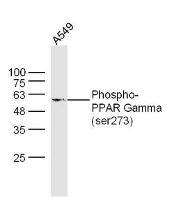 Phospho-PPAR Gamma (Ser273) Rabbit anti-Human, Polyclonal, Bioss 100 &mu;L;