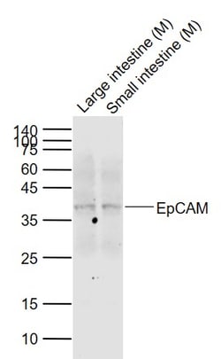 EpCAM Polyclonal Antibody, Bioss 100 &mu;L; Unconjugated:Antibodies, Polyclonal