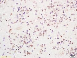 PIRH2 Rabbit anti-Human, Polyclonal, Bioss 100 &mu;L; Unconjugated:Antibodies,