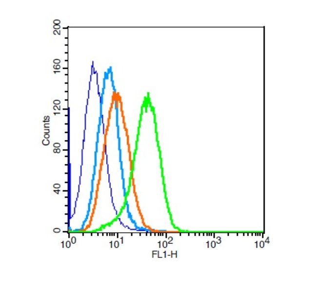 Calponin 2 + 3 Rabbit antiHuman Mouse Rat, Polyclonal, Bioss 100 μL