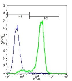 MCSF Rabbit anti-Human, Polyclonal, Bioss 100 &mu;L; Unconjugated:Antibodies,