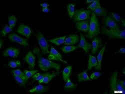 Osteocalcin Rabbit anti-Human, Polyclonal, Bioss 100 &mu;L; Unconjugated:Antibodies,