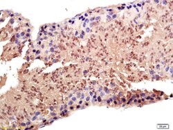 PAPOG Rabbit anti-Human, Polyclonal, Bioss 100 &mu;L; Unconjugated:Antibodies,