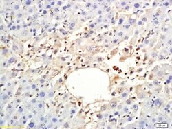 ARP4 Rabbit anti-Human, Polyclonal, Bioss 100 &mu;L; Unconjugated:Antibodies,