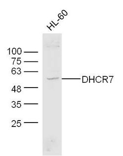 DHCR7 Rabbit anti-Human, Polyclonal, Bioss 100 &mu;L; Unconjugated:Antibodies,