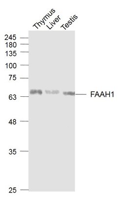 FAAH1 Rabbit anti-Human, Polyclonal, Bioss 100 &mu;L; Unconjugated:Antibodies,