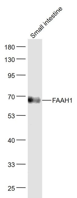 FAAH1 Rabbit anti-Human, Polyclonal, Bioss 100 &mu;L; Unconjugated:Antibodies,