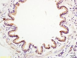 Anterior Gradient 2 Rabbit anti-Human, Polyclonal, Bioss 100 &mu;L; Unconjugated:Antibodies,
