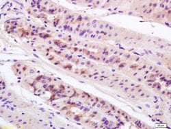 Anterior Gradient 2 Rabbit anti-Human, Polyclonal, Bioss 100 &mu;L; Unconjugated:Antibodies,