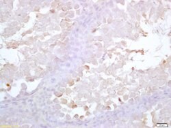 Acrosin Rabbit anti-Human, Polyclonal, Bioss 100 &mu;L; Unconjugated:Antibodies,