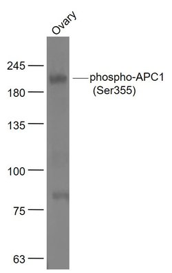 Phospho-APC1 (Ser355) Rabbit anti-Human, Polyclonal, Bioss 100 &mu;L | Buy Online | Bioss | Fisher Scientific