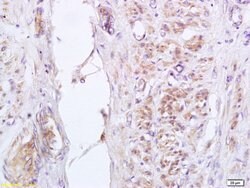 Phospho-GADD153 (Ser30) Rabbit anti-Human, Polyclonal, Bioss 100 &mu;L;