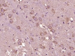 Phospho-GADD153 (Ser30) Rabbit anti-Human, Polyclonal, Bioss 100 &mu;L;