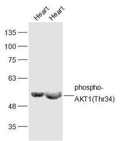 Phospho-AKT1 (Thr34) Rabbit anti-Human, Polyclonal, Bioss 100 &mu;L; Unconjugated:Antibodies,