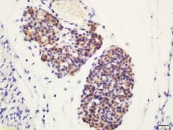 Phospho-ATG4D (Ser467) Rabbit anti-Human, Polyclonal, Bioss 100 &mu;L;