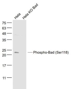 Phospho-Bad (Ser118) Rabbit anti-Human, Polyclonal, Bioss 100 &mu;L | Buy Online | Bioss | Fisher Scientific