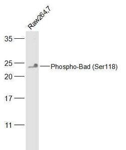 Phospho-Bad (Ser118) Rabbit anti-Human, Polyclonal, Bioss 100 &mu;L | Buy Online | Bioss | Fisher Scientific