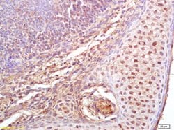 Phospho-Cdc25B (Ser323) Rabbit anti-Human, Polyclonal, Bioss 100 &mu;L | Buy Online | Bioss | Fisher Scientific