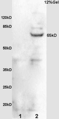 Phospho-Cdc25B (Ser323) Rabbit anti-Human, Polyclonal, Bioss 100 &mu;L | Buy Online | Bioss | Fisher Scientific