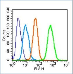 Phospho-CREB-1Ser121 (Ser121) Rabbit anti-Human, Polyclonal, Bioss 100