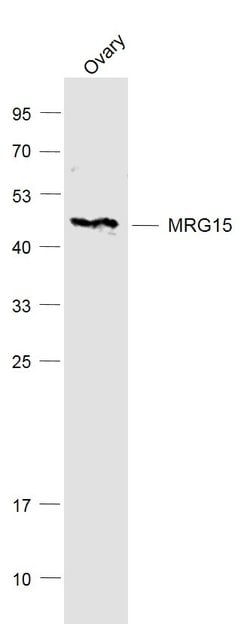 MRG15 Rabbit anti-Human, Polyclonal, Bioss 100 &mu;L; Unconjugated:Antibodies,
