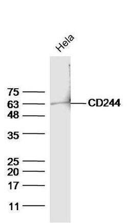 Phospho-CD244 (Tyr271) Rabbit anti-Human, Polyclonal, Bioss 100 &mu;L;