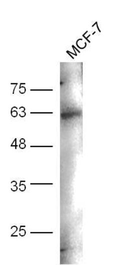 Phospho-CD244 (Tyr271) Rabbit anti-Human, Polyclonal, Bioss 100 &mu;L;