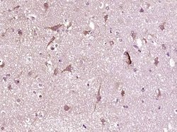 Phospho-CDK6 (Tyr24) Rabbit anti-Human, Polyclonal, Bioss 100 &mu;L; Unconjugated:Antibodies,