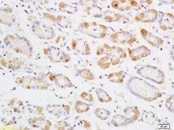 Phospho-mTOR (Thr2446) Rabbit anti-Human, Polyclonal, Bioss 100 &mu;L;