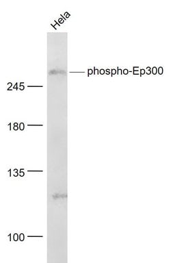 Phospho-Ep300 (Ser1834) Rabbit anti-Human, Polyclonal, Bioss 100 &mu;L;