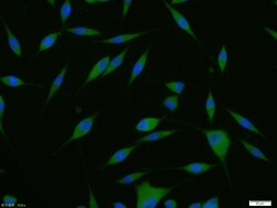 Phospho-GSK-3 Beta (Ser21, Ser29) Polyclonal Antibody, Bioss 100 &mu;L;