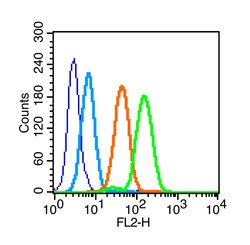 Phospho-IL-1R1 (Tyr496) Rabbit anti-Human, Polyclonal, Bioss 100 &mu;L;