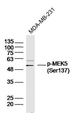 Phospho-MEK5 (Ser137) Rabbit anti-Human, Polyclonal, Bioss 100 &mu;L; Unconjugated:Antibodies,