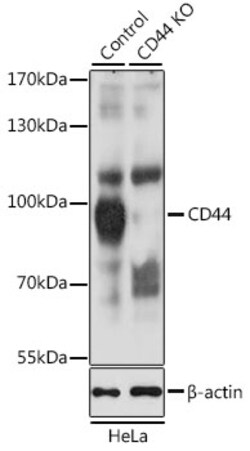 CD44 Polyclonal Antibody, Bioss 100 &mu;L; Unconjugated:Antibodies, Polyclonal