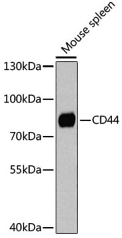 CD44 Polyclonal Antibody, Bioss 100 &mu;L; Unconjugated:Antibodies, Polyclonal