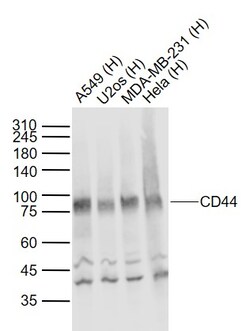 CD44 Polyclonal Antibody, Bioss 100 &mu;L; Unconjugated:Antibodies, Polyclonal