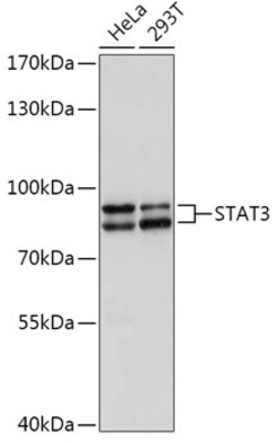 STAT3 Polyclonal Antibody, Bioss 100 &mu;L; Unconjugated:Antibodies, Polyclonal