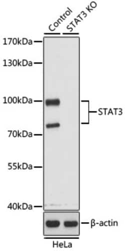 STAT3 Polyclonal Antibody, Bioss 100 &mu;L; Unconjugated:Antibodies, Polyclonal