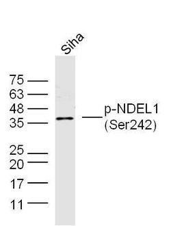 Phospho-NDEL1 (Ser242) Rabbit anti-Human, Polyclonal, Bioss 100 &mu;L;