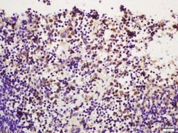 Phospho-PI 3 Kinase p110 delta (Tyr524) Rabbit anti-Human, Polyclonal,