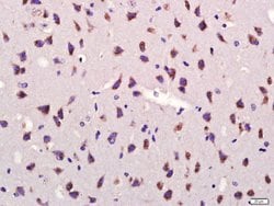 GDF10 Rabbit anti-Human, Polyclonal, Bioss 100 &mu;L; Unconjugated:Antibodies,