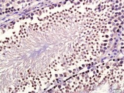 GDF10 Rabbit anti-Human, Polyclonal, Bioss 100 &mu;L; Unconjugated:Antibodies,