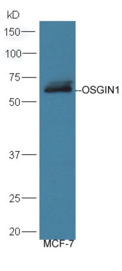 OSGIN1 Rabbit anti-Human, Polyclonal, Bioss 100 &mu;L; Unconjugated:Antibodies,