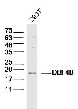 DBF4B Rabbit anti-Human, Polyclonal, Bioss 100 &mu;L; Unconjugated:Antibodies,