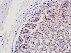 CIAPIN1 Rabbit anti-Human, Polyclonal, Bioss 100 &mu;L; Unconjugated:Antibodies,
