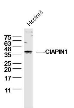 CIAPIN1 Rabbit anti-Human, Polyclonal, Bioss 100 &mu;L; Unconjugated:Antibodies,