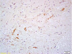 PROK2 Rabbit anti-Human, Polyclonal, Bioss 100 &mu;L | Buy Online | Bioss | Fisher Scientific