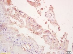 LOXL4 Rabbit anti-Human, Polyclonal, Bioss 100 &mu;L; Unconjugated:Antibodies,